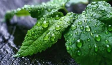 二十四节气：谷雨