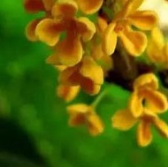 二十四节气